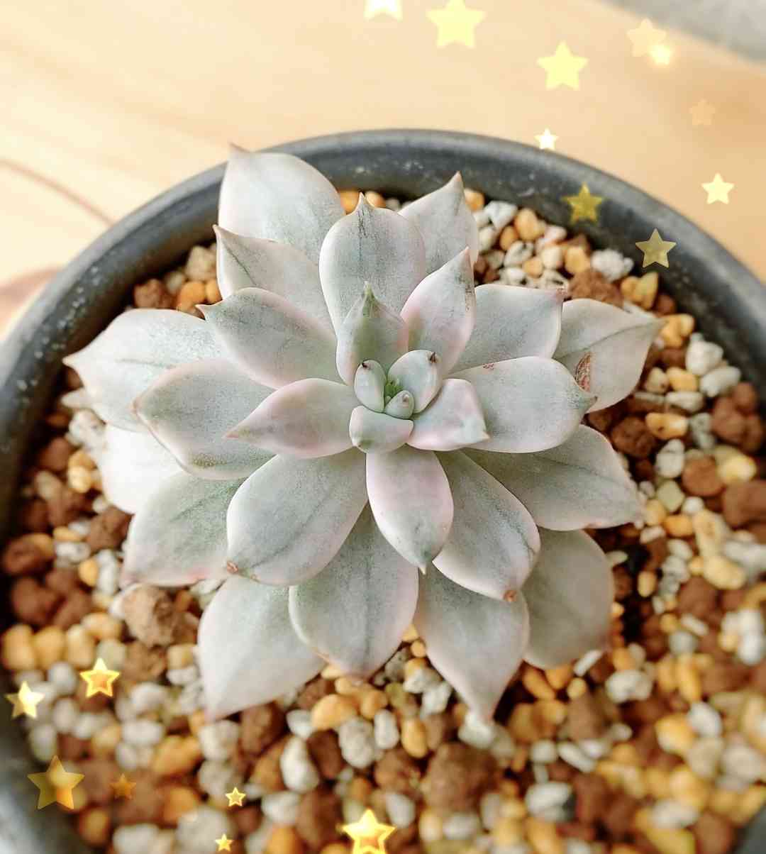 紅月錦の一覧｜🍀GreenSnap（グリーンスナップ）