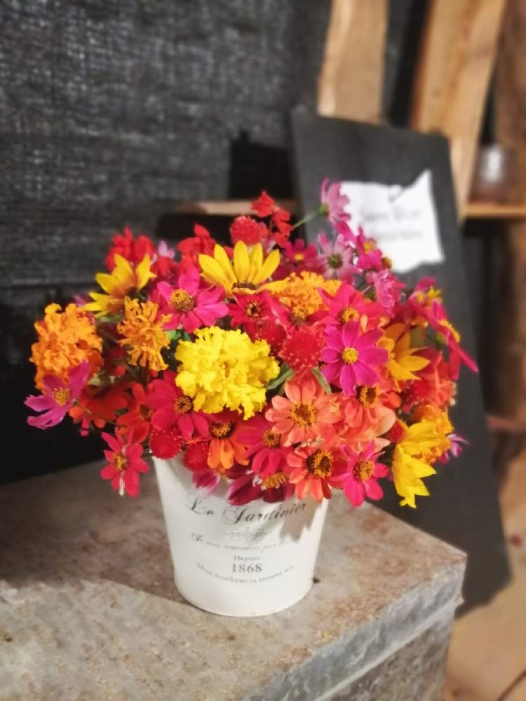 ジニアの投稿画像 By Taka丸さん マリーゴールドと千日紅 キャンディポップと切り花を楽しむと花壇diyとおうち園芸と秋に咲かせた花 園芸ガイドと切り花 月10月19日 Greensnap グリーンスナップ