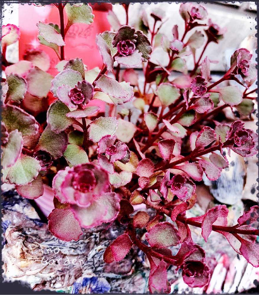 ドラゴンズブラッドの投稿画像 By Linaさん 多肉植物と紅葉する多肉とセダム属と綺麗と1 000万枚突破とセダムセット希望 月10月日 Greensnap グリーンスナップ