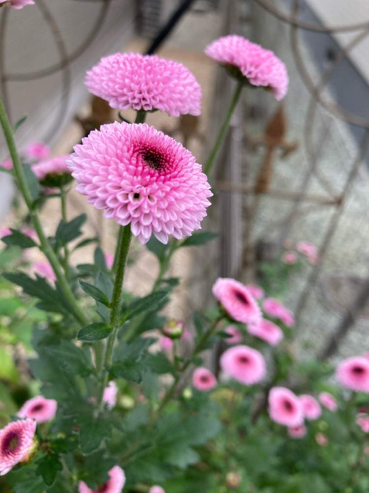 花のある暮らしの投稿画像 By Mameさん 小花好きとポンポン咲きのマムとマムコレクション 月10月日 Greensnap グリーンスナップ