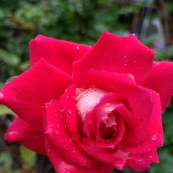 薔薇 ラブの画像 by hanabiraさん | 小さな庭と薔薇 ラブと家の薔薇と庭の花と可愛い花と季節の花と花のある暮らしと挿し芽から育てると地植え