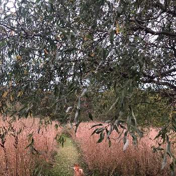 雲竜柳の画像 by sasukemama（T・Henty）さん | 広い庭とアメリカの野生植物とおうち園芸とアメリカの景色と花のある暮らしと雲竜柳とアメリカの生き物