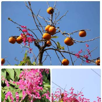 柿の木と実の画像 by ピーモモさん | お出かけ先とアサヒカズラと柿の木と実と花のある暮らしとヤンバル