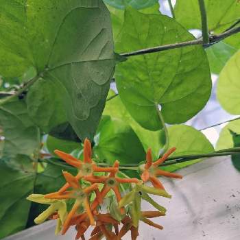 夜来香 イエライシャン の投稿画像一覧 Greensnap グリーンスナップ