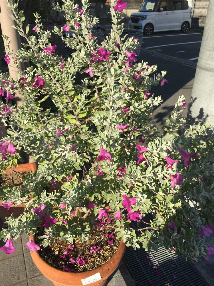 レウコフィルムの投稿画像 By Manabeさん レウコフィルムの花と鉢植えのお花とレウコフィルム属と ゴマノハグサ科と常緑低木と美しい銀葉 月10月日 Greensnap グリーンスナップ