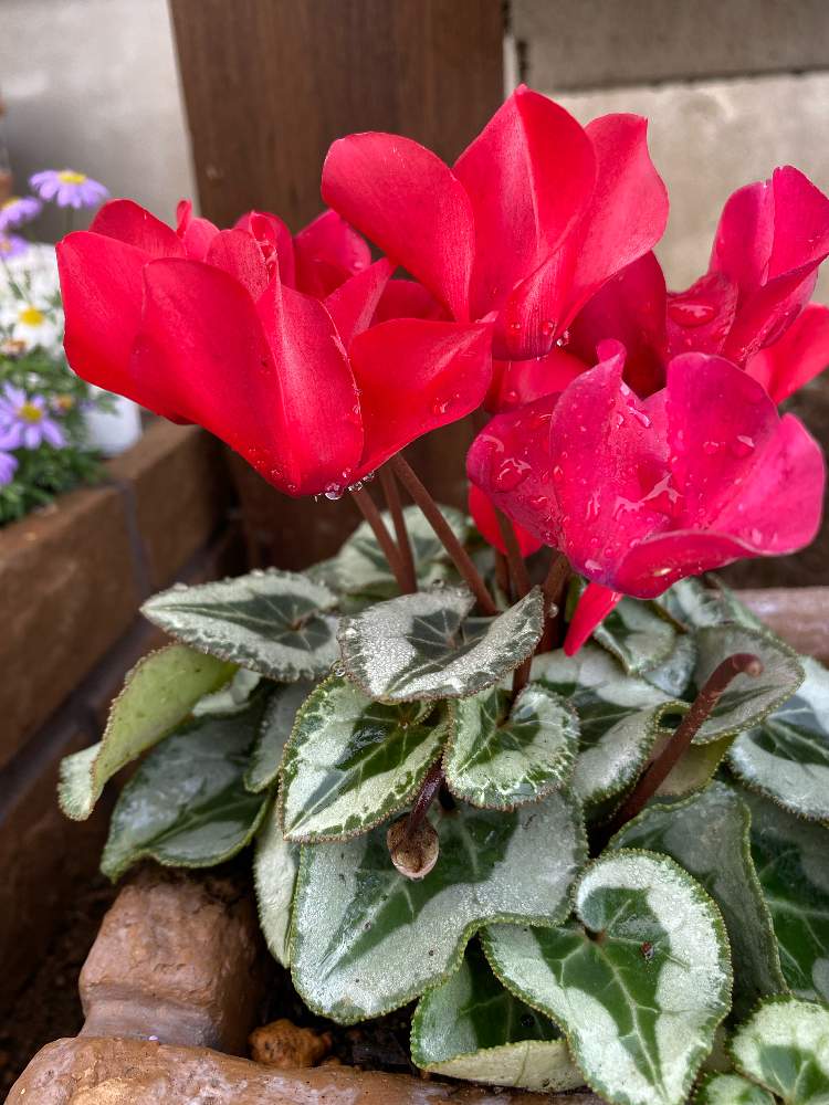 ガーデンシクラメンの投稿画像 By ユミコさん 月10月日 Greensnap グリーンスナップ