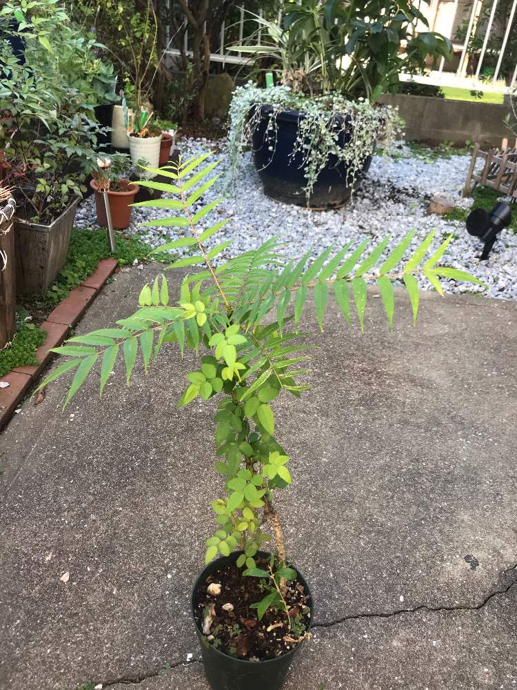 タラの木の投稿画像 By Griffin Dollさん ベルサイユ野ばらとオリーブと題名 エヴァン第一の使徒 月10月日 Greensnap グリーンスナップ