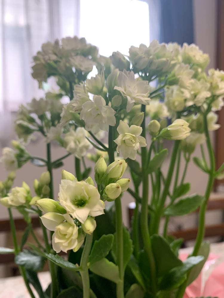 カランコエの投稿画像 By Yukkyさん カランコエ クイーンローズと窓辺と多肉植物とお花を楽しむと癒されると可愛いと花のある暮らしと白い花と多肉植物とお花を楽しむと癒されると可愛いと花のある暮らしと白い花 月10月日 Greensnap グリーンスナップ