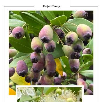 銀梅花の実の投稿画像一覧 Greensnap グリーンスナップ