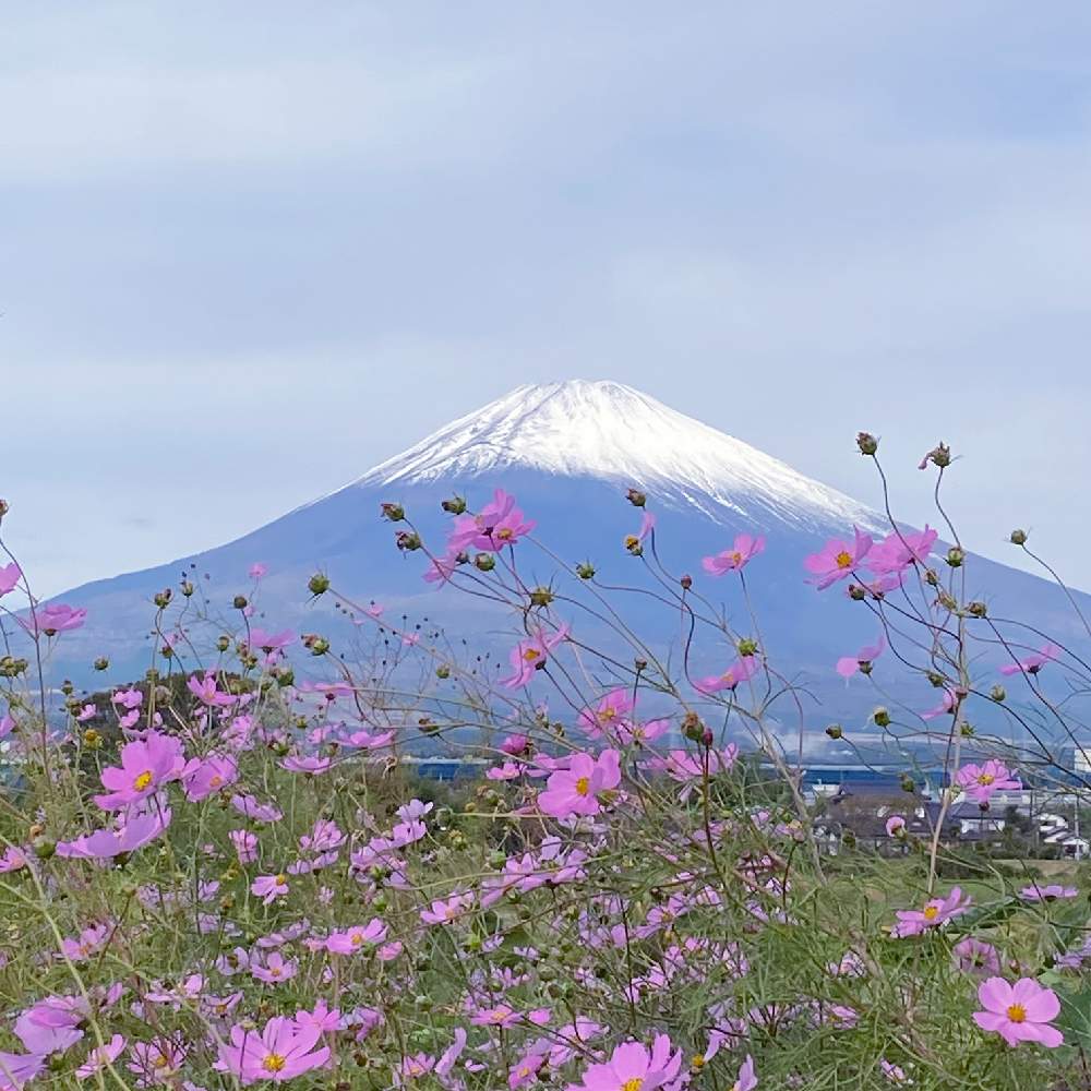 コスモスの投稿画像 By しろくまんぼうさん 富士山と雨上がりとピンクのお花と今日の富士山と秋の風景 月10月日 Greensnap グリーンスナップ