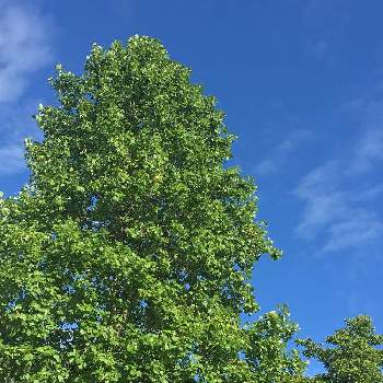 この木なんの木の画像 by くぅさん | お出かけ先とこの木なんの木と青空と秋晴れとスマホ撮り