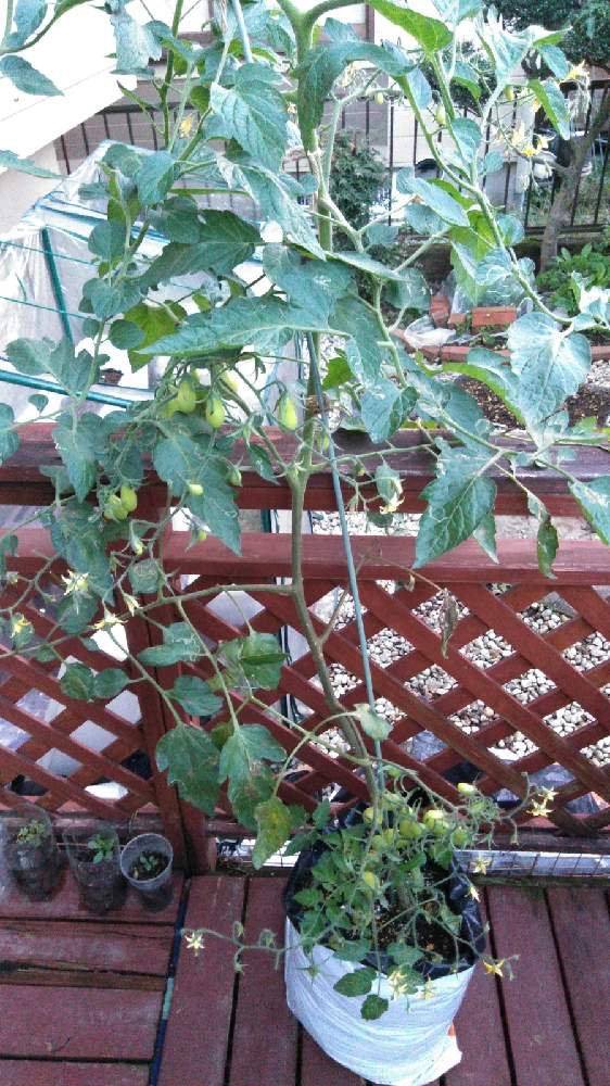 スーパーのミニトマトの種からの栽培記録 １１ 11月日 金 追記 Greensnap グリーンスナップ