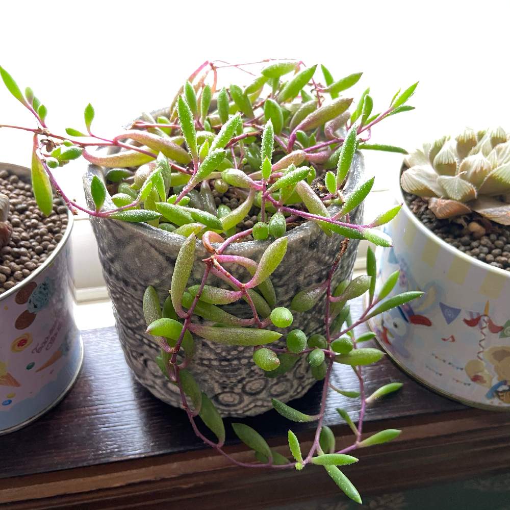 ルビーネックレス の投稿画像 By みみみさん 多肉植物と観葉植物と緑ある暮らしとハイドロカルチャーと綺麗なミドリと多肉女子と炭づつみとルビーネックレス と多肉初心者 月10月日 Greensnap グリーンスナップ