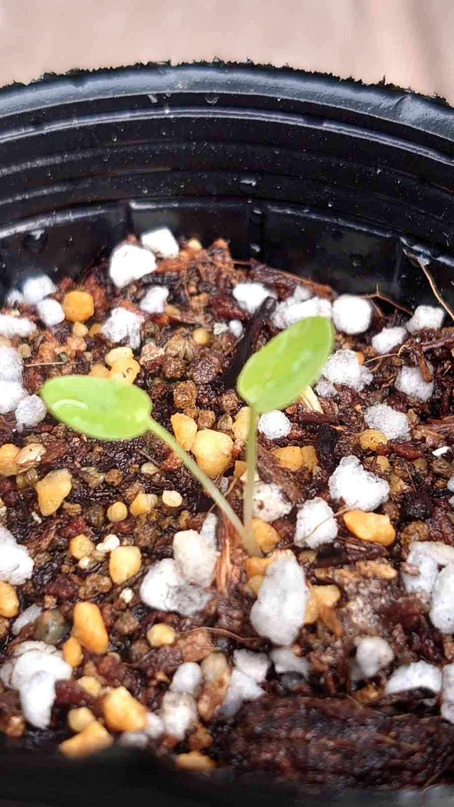 発芽色々 双葉の様子①｜🍀GreenSnap（グリーンスナップ）