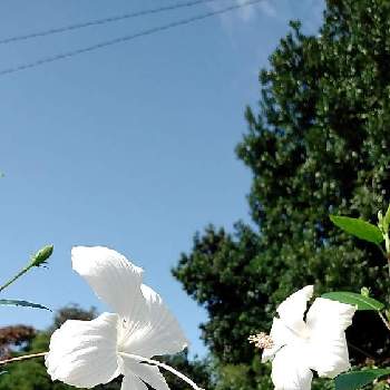 ハイビスカス　ホワイトバタフライの画像 by くまちゃんさん | 広い庭とハイビスカス　ホワイトバタフライとおうち園芸と白いお花と大好きな花とハイビスカスLoveと我が家の庭のお花と花のある暮らしと青空