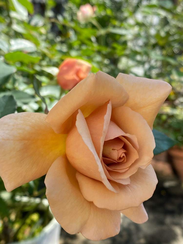 薔薇 ジュリア の投稿画像 By Rosehipさん 可憐な花とオシャレな色合いとお花大好きとおうち園芸と綺麗な花とガーデニングと庭を彩る花 月10月日 Greensnap グリーンスナップ