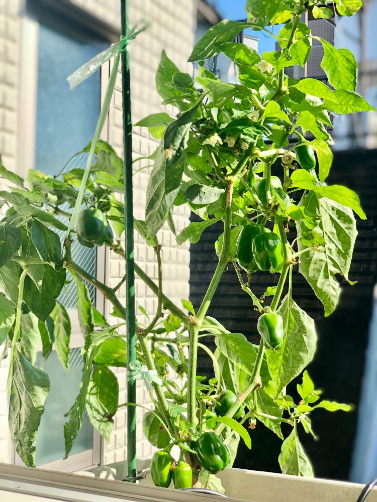 パプリカの投稿画像 By Ruddyさん プランター菜園とおうちde菜園と花台とおうち園芸とグリーンカーテンと家庭菜園奮闘日記 月10月日 Greensnap グリーンスナップ