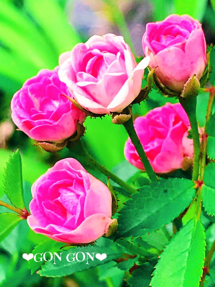 ミニバラの投稿画像 By ゴンゴンさん 極小ミニバラ みさきとバラとばら バラ 薔薇と新型コロナウィルスに負けるなとマイガーデンとgs映えと今日のうれしかったこととおうち園芸と森のがっこうと森の負けないぞ と花のある暮らしとgsアダルトチームとバラ ミニバラと