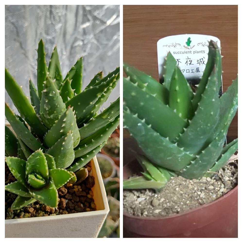 不夜城の投稿画像 By Cycletotoさん アロエ 不夜城とアロエ不夜城とアロエ ノビリスとアロエ 不夜城 と多肉中毒と多肉植物と多肉男子と多肉大好きとベランダ多肉とアロエ と多肉のある暮らしと多肉植物のある暮らしと多肉成長記録と植中毒とアロエ好きと成長と アロエ属と