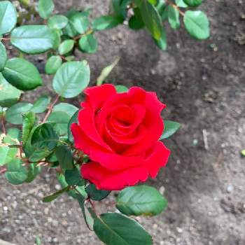 バラ サムライの画像 by ラッキーさん | お出かけ先とバラ サムライと公園さんぽとばら バラ 薔薇と色鮮やか♪と公園と鮮やか と小さな幸せ♡と秋晴れと真っ赤とお散歩とお出かけ先にて