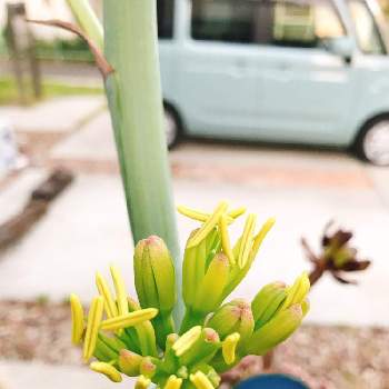 アガベの花の投稿画像一覧 Greensnap グリーンスナップ