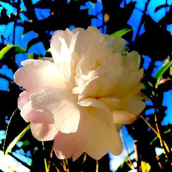 山茶花  朝倉の画像 by 午後の庭さん | 広い庭とサザンカとカッコイイ‼と山茶花  朝倉とおうち園芸と山野草大好き協会と心和むひと時を…とピンク色の花と花のある暮らしと秋に咲かせた花-園芸ガイド2020と白色の花