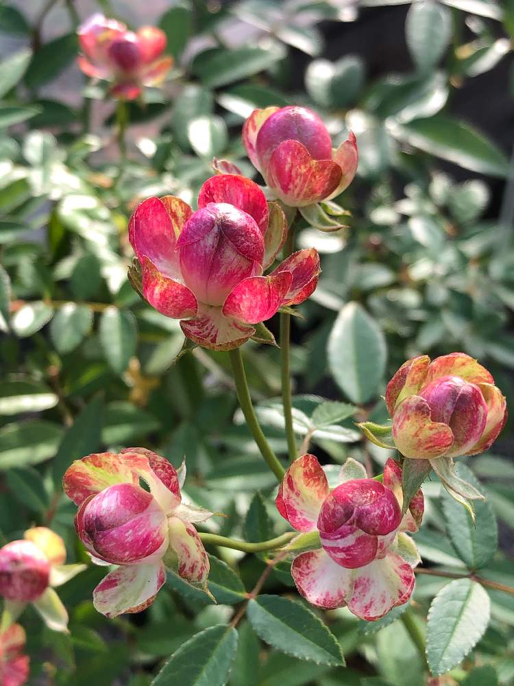 バラ ラディッシュの投稿画像 By ピコさん 寄り道と薔薇 ばら ラディッシュとミニバラ 赤 月10月日 Greensnap グリーンスナップ