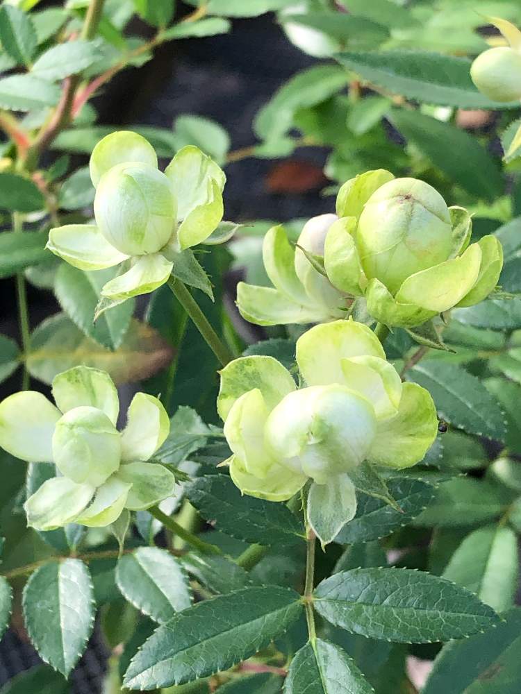 バラ エクレールの投稿画像 By ピコさん 寄り道と薔薇 ばら エクレールとミニバラ 白とミニバラ 白 月10月日 Greensnap グリーンスナップ