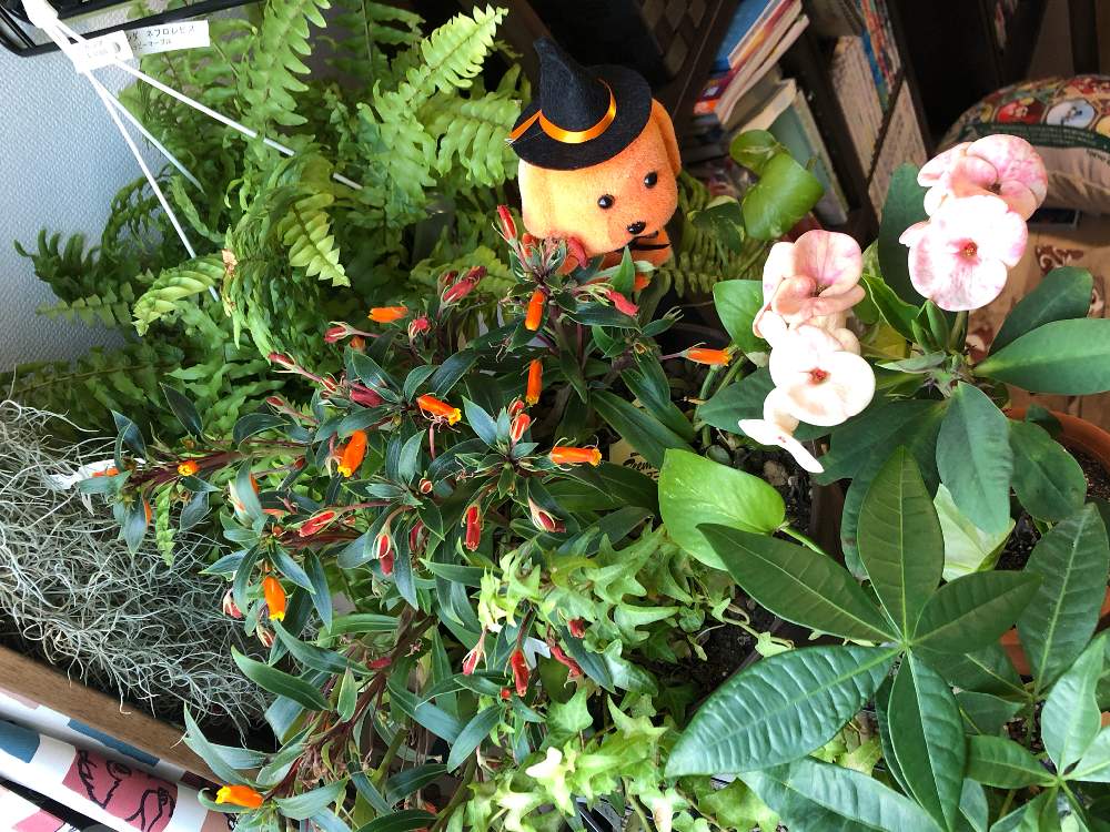 パキラの投稿画像 By あぁちゃんさん ヘデラと花 キリンとシーマニアとネフロレピス ハッピーマーブルと大好きな植物ときれいとおうち園芸と大好きな時間と大好きなお花と癒されると可愛いと秋に咲かせた花 園芸ガイド 月10月日 Greensnap グリーン