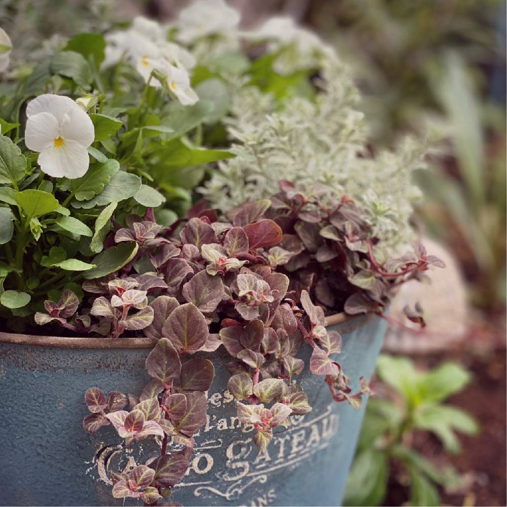 リシマキア ミッドナイトサンの投稿画像 By Inononさん ウエストリンギア スモーキーと花のある暮らしとおうち園芸とビオラと小さな庭と季節の寄せ植えと花のある暮らしとおうち園芸と季節の寄せ植え 月10月日 Greensnap グリーンスナップ