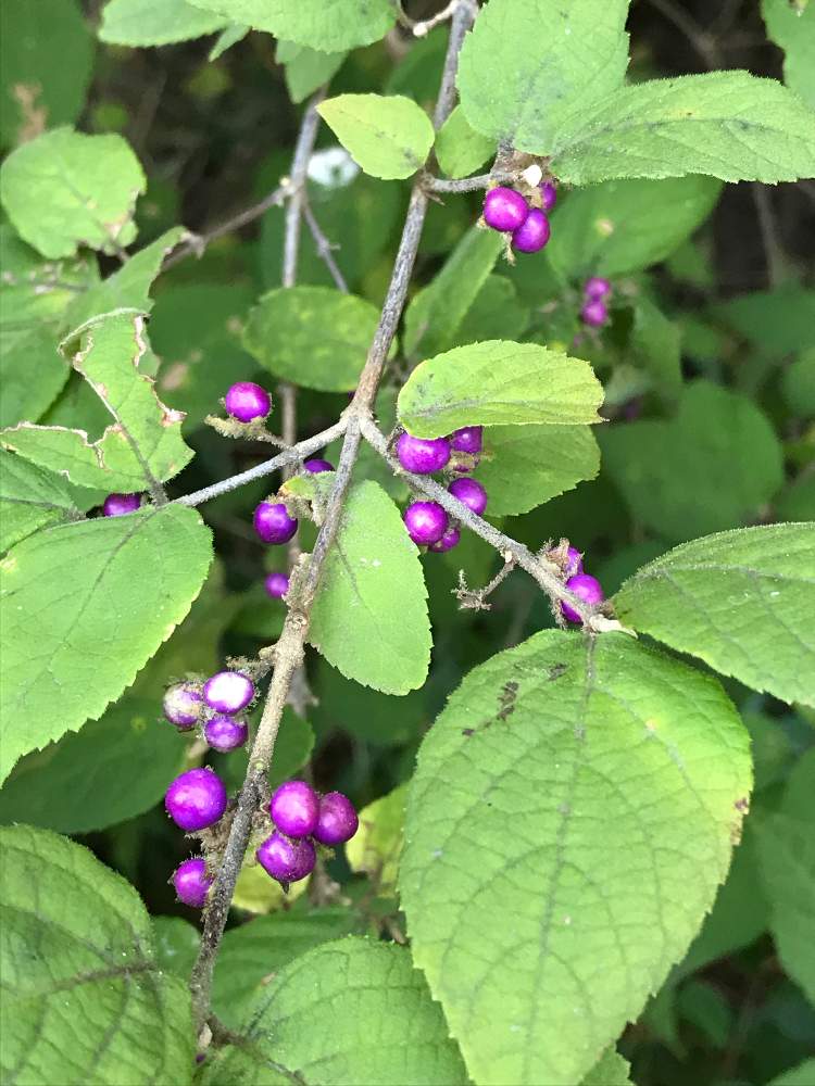 ヤブムラサキの投稿画像 By さんちゃんさん お出かけ先 月10月日 Greensnap グリーンスナップ Greensnap グリーンスナップ