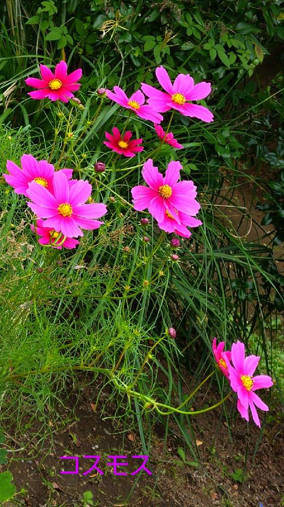 の画像 by Momorinさん | 花パトロールとご近所散歩とコスモス・秋桜と花のある暮らしと植物マニア