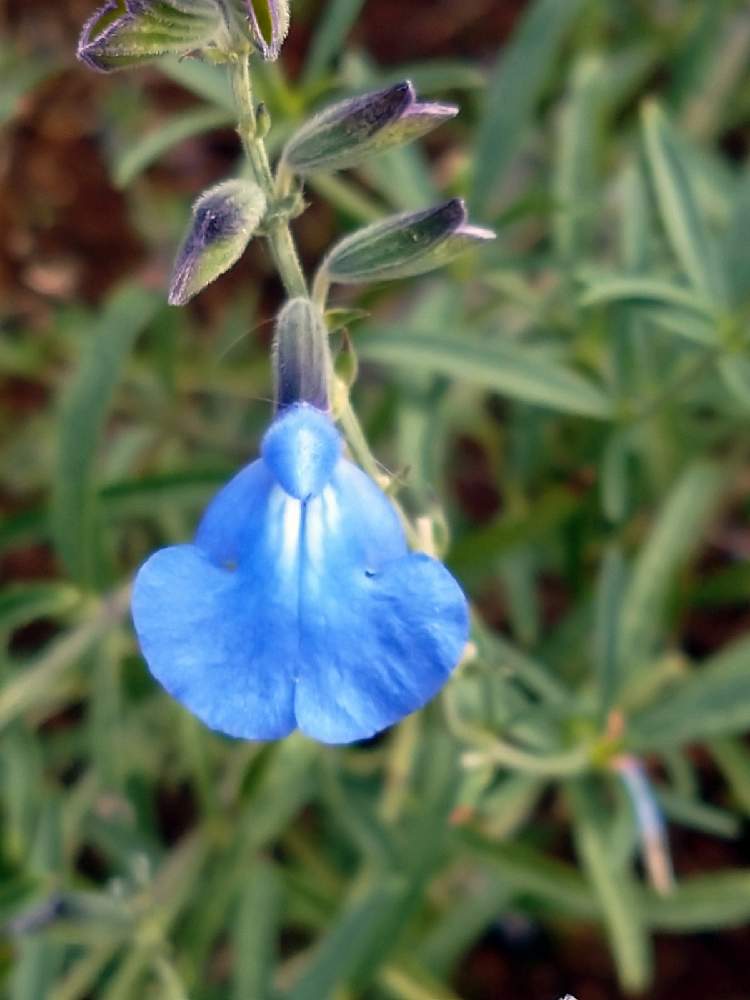 チェリーセージブルーの投稿画像 By サスケさん 月10月日 Greensnap グリーンスナップ Greensnap グリーンスナップ