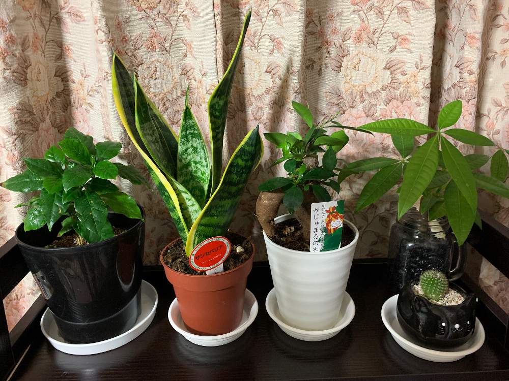 サボテンの投稿画像 By Rinkさん パキラとガジュマルとコーヒーの木とサンセベリアと部屋 月10月日 Greensnap グリーンスナップ Greensnap グリーンスナップ