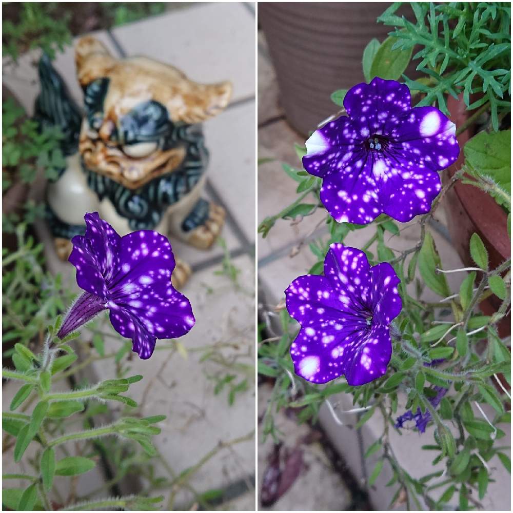 花の色の投稿画像 By ひーくんさん 鉢植えのお花と大好きなお花とペチュニア と花のかたち 月10月日 Greensnap グリーンスナップ