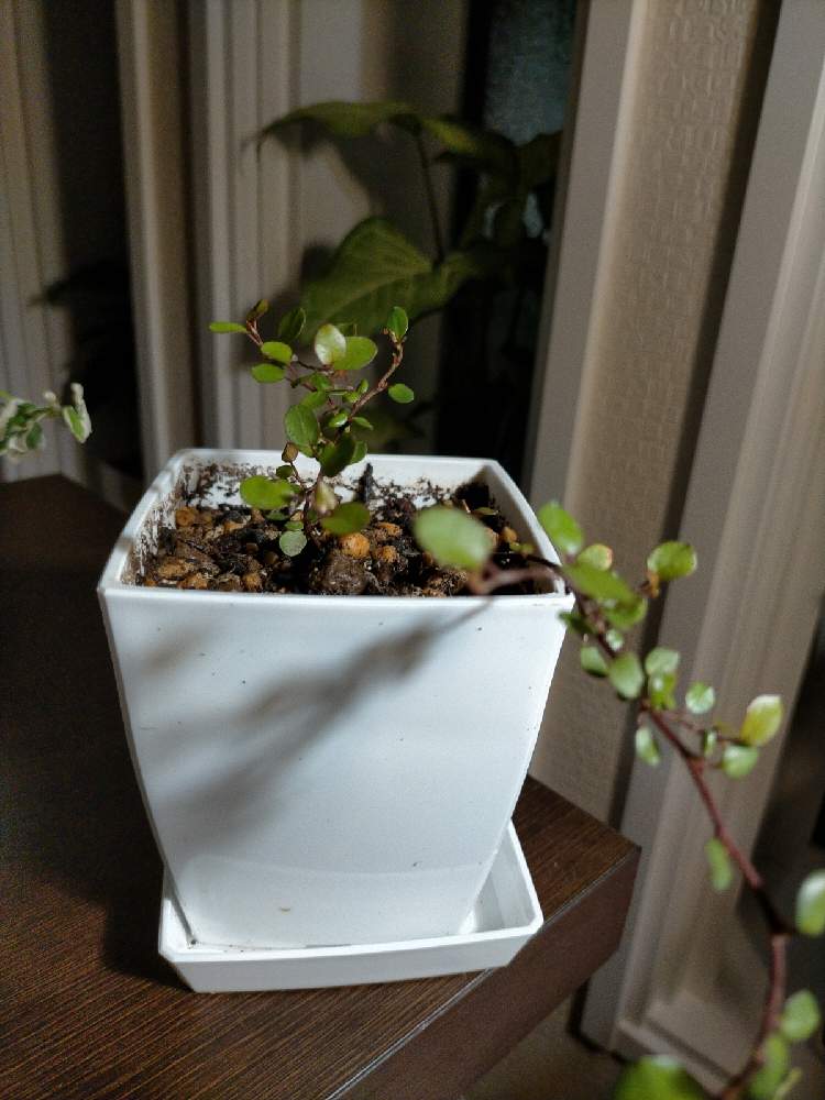 ワイヤープランツの投稿画像 By モズさん 月10月日 Greensnap グリーンスナップ