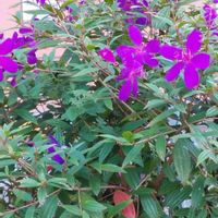 ノボタンの画像