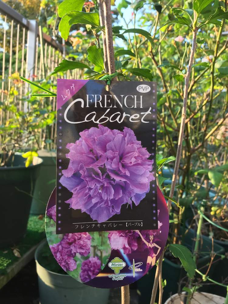 小さな庭の投稿画像 By Anneさん 鉢植えとムクゲ八重とおうち園芸とフレンチキャバレーと鉢植えとムクゲ八重とおうち園芸とフレンチキャバレー 月10月21日 Greensnap グリーンスナップ Greensnap グリーンスナップ