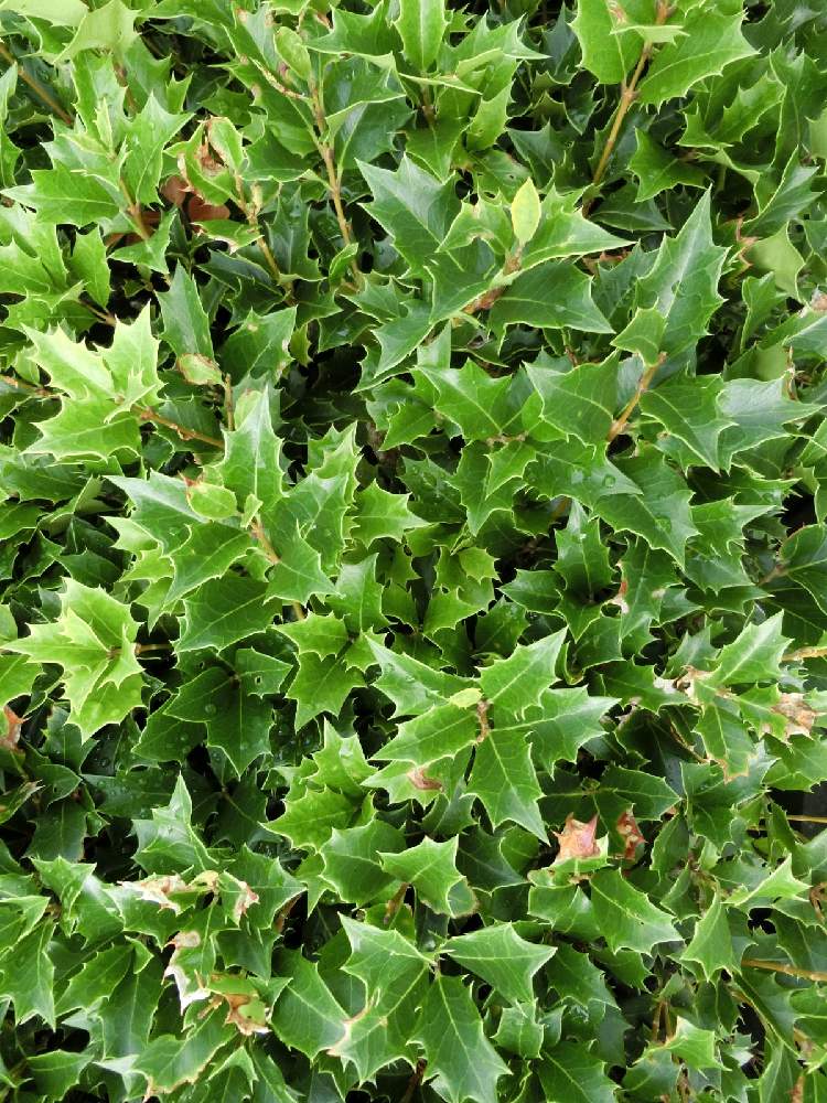 ヒイラギの投稿画像 By Kevinさん アジア原産と ヒイラギと素敵 と癒しとおうち園芸と日本原産と可愛いとかわいい 月10月21日 Greensnap グリーンスナップ