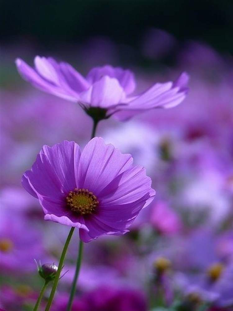 コスモスの投稿画像 By Dianaさん 野草と花のある暮らしと薄紫色の花と綺麗な花 月10月21日 Greensnap グリーンスナップ