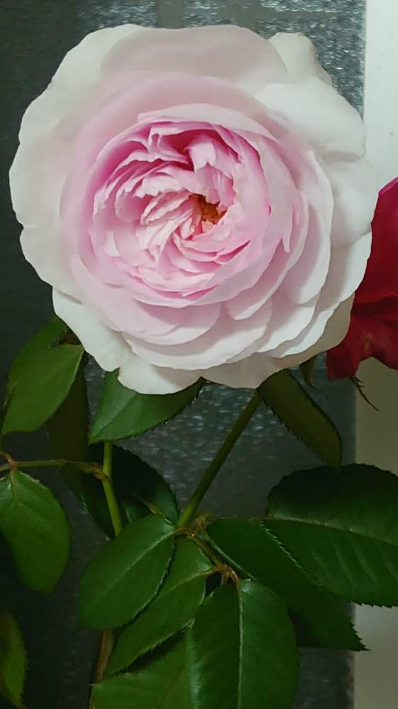 ばら バラ 薔薇の投稿画像 By プリッツェルさん イングリッシュローズ オリビアローズ オースチン とおうち園芸 月10月21日 Greensnap グリーンスナップ