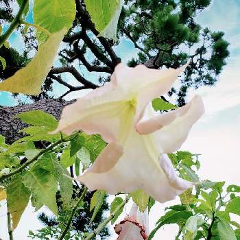 エンジェルストランペットの花の画像 by ポポラスさん | お出かけ先とエンジェルストランペットの花とおうち園芸