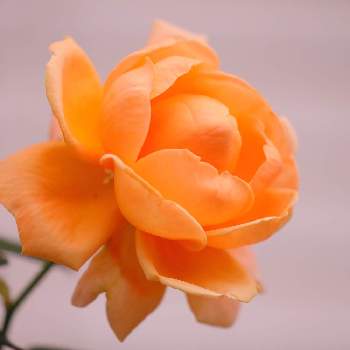 けんパパが育てる薔薇 2020の画像 by けんパパさん | 小さな庭とアベイ・ドゥ・クリュニー とバラ アベイ・ドゥ・クリュニーとバラ、薔薇、ばらと無加工と無修正とCanon EOS Rと薔薇に魅せられてと手作りの庭と【ちから配布】ガーデニング：カメラ＝５０：５０と新型コロナウィルスに負けるなとけんパパが育てる薔薇 2020とこんな時こそ花をとおうち園芸とコロナに負けるな！とミラーレス一眼とGSでバラ園と秋に咲かせた花-園芸ガイド2020とバラを楽しむと地植えと水曜ローズショーとEF100-400mm F4.5-5.6L IS II USM
