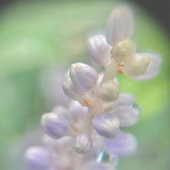 桑 マルベリー の花言葉 花や実の特徴 栄養があるの Greensnap グリーンスナップ