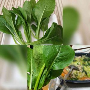 冬野菜,順調,葉もの野菜,美味しくいただきました,おうち園芸の画像