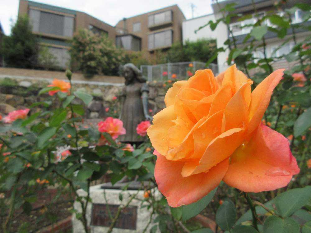 バラの投稿画像 By お花と風景 記録用さん ばら バラ 薔薇とオレンジ色とバラ ミニバラとバラを楽しむと色変わりとばら バラ 薔薇とオレンジ色とバラ ミニバラとバラを楽しむと色変わり 月10月21日 Greensnap グリーンスナップ Greensnap グリーン