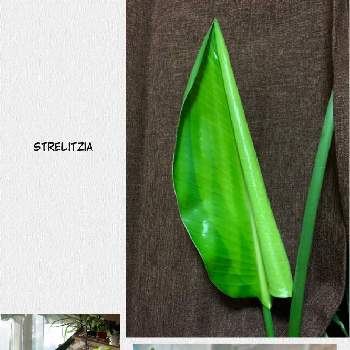 ストレリチア ニコライの画像 by TAE.bpp7tさん | ストレリチアとストレリチア ニコライと観葉植物と葉っぱHolicと植中毒とストレリチア・オーガスタとうちのミドリたちと葉っぱ好き