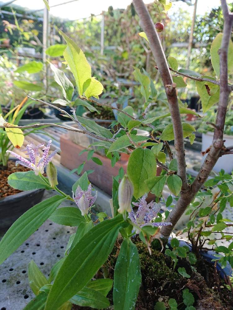 ホトトギスの投稿画像 By ちよちゃんさん ナツハゼとちよの山野草 月10月21日 Greensnap グリーンスナップ