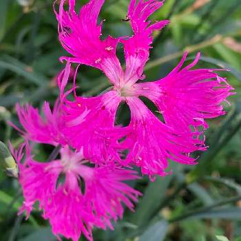カワラナデシコの育て方 種まきや水やりの方法 開花時期は Greensnap グリーンスナップ