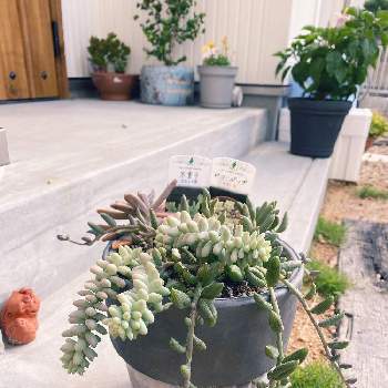最前線の いろいろセット セダム ビアホップ 静夜 寄せ植え 多肉植物 植物 観葉植物 Www Madmex Co Nz